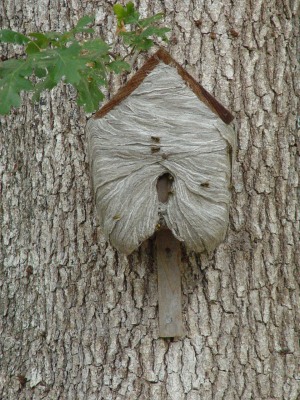 Paper wasp nest on oak tree and birdhouse at Adkins Farm