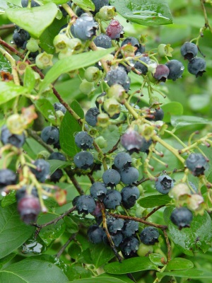 Blueberries at Adkins Farm