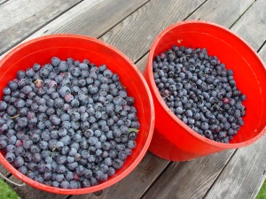 Adkins Farms blueberry buckets